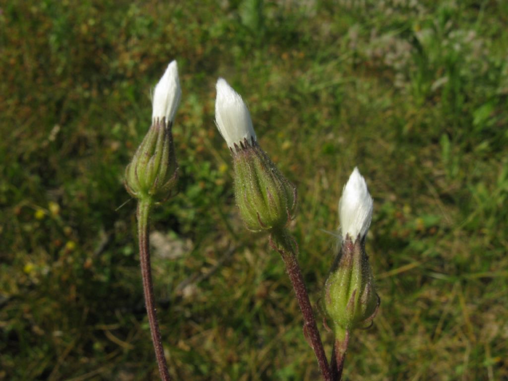 Asteracea : Crepis foetida