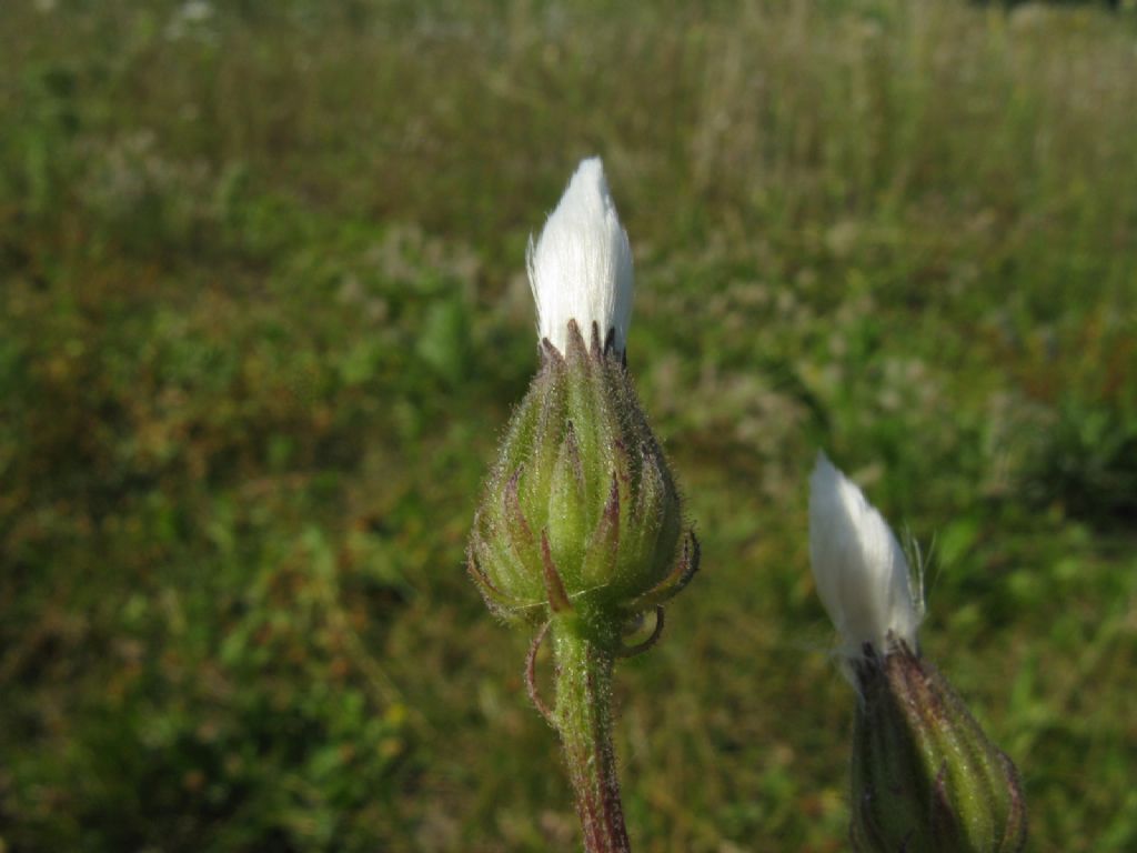 Asteracea : Crepis foetida