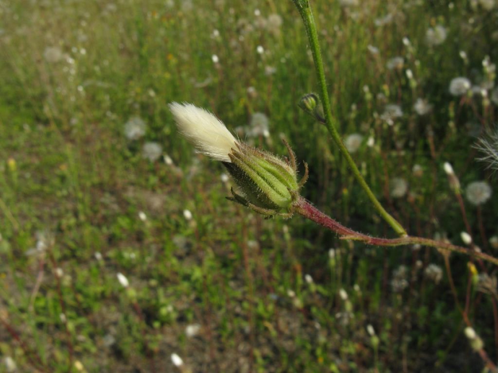 Asteracea : Crepis foetida