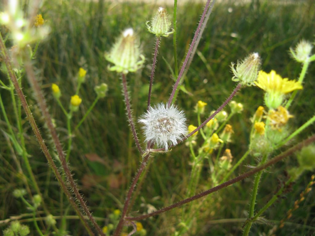 Asteracea : Crepis foetida