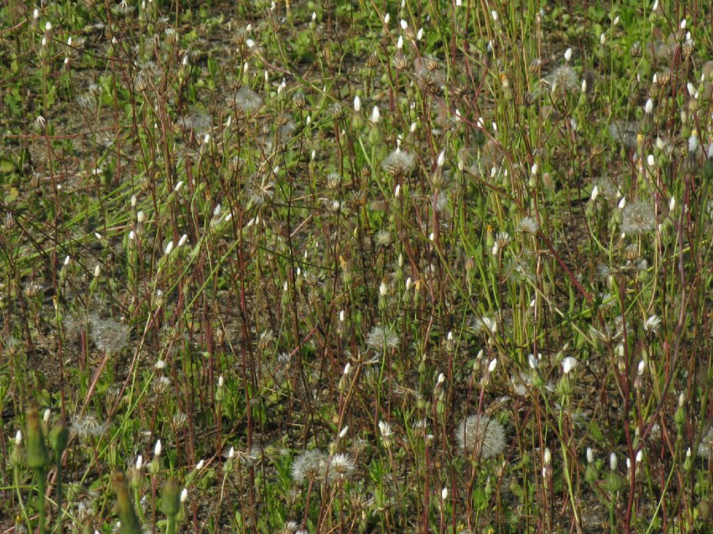 Asteraceae:   Crepis foetida e  Hypochaeris sp.