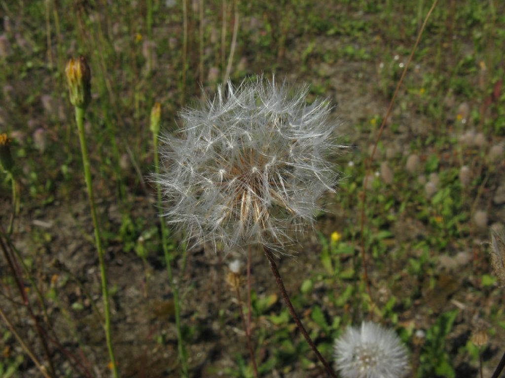 Asteraceae:   Crepis foetida e  Hypochaeris sp.