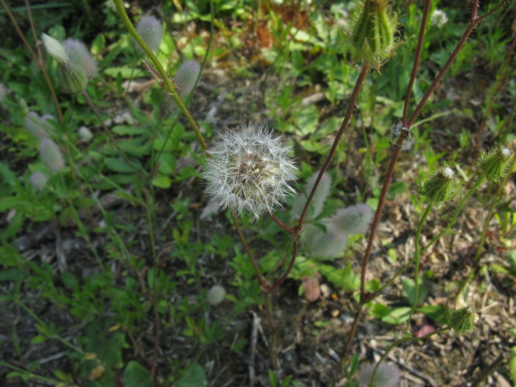 Asteraceae:   Crepis foetida e  Hypochaeris sp.