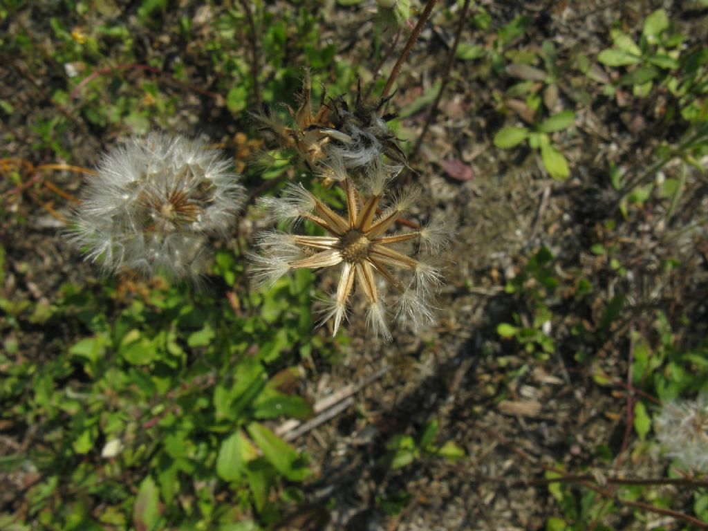 Asteraceae:   Crepis foetida e  Hypochaeris sp.