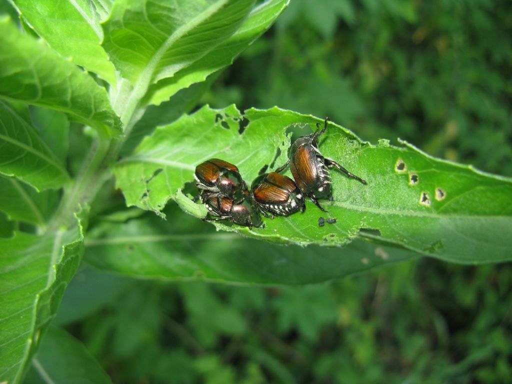 Rutelidae: Popillia japonica