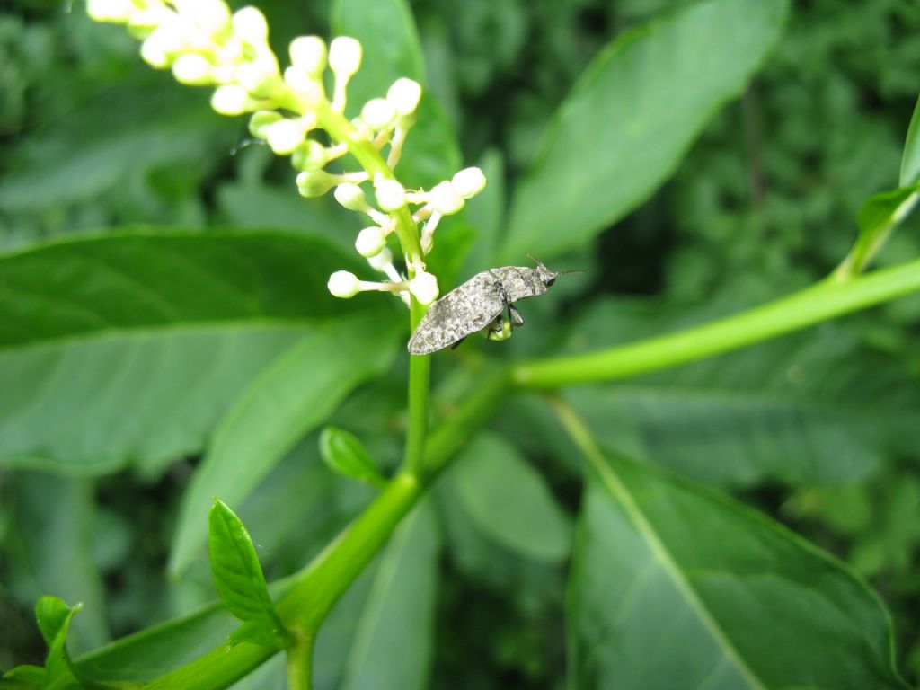 Elateridae: Agrypnus murinus