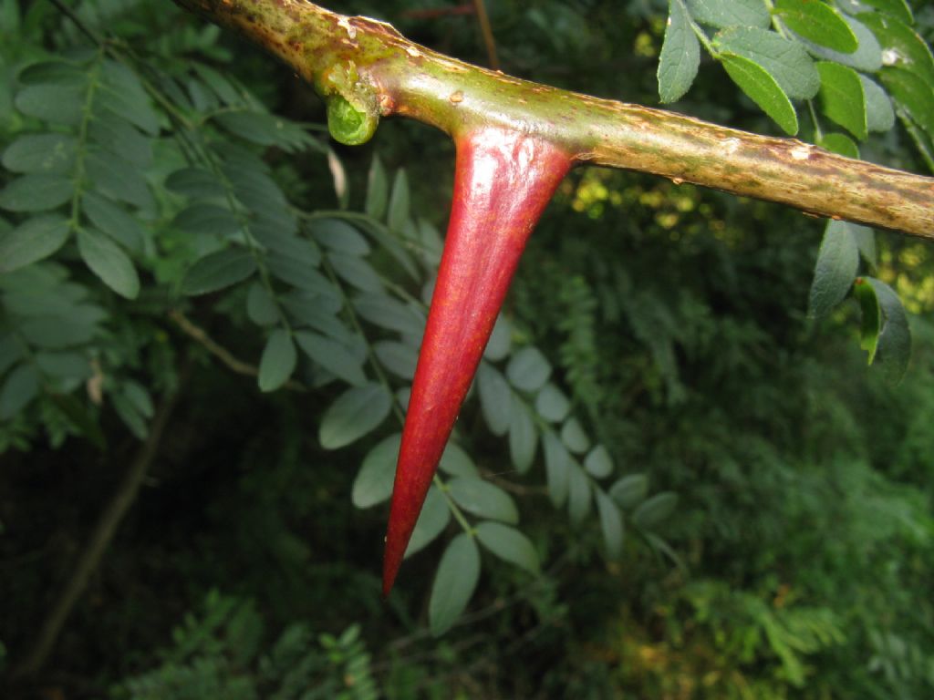 Gleditsia triacanthos / Spino di Giuda