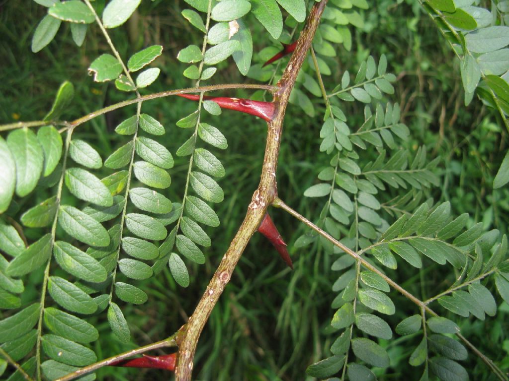 Gleditsia triacanthos / Spino di Giuda