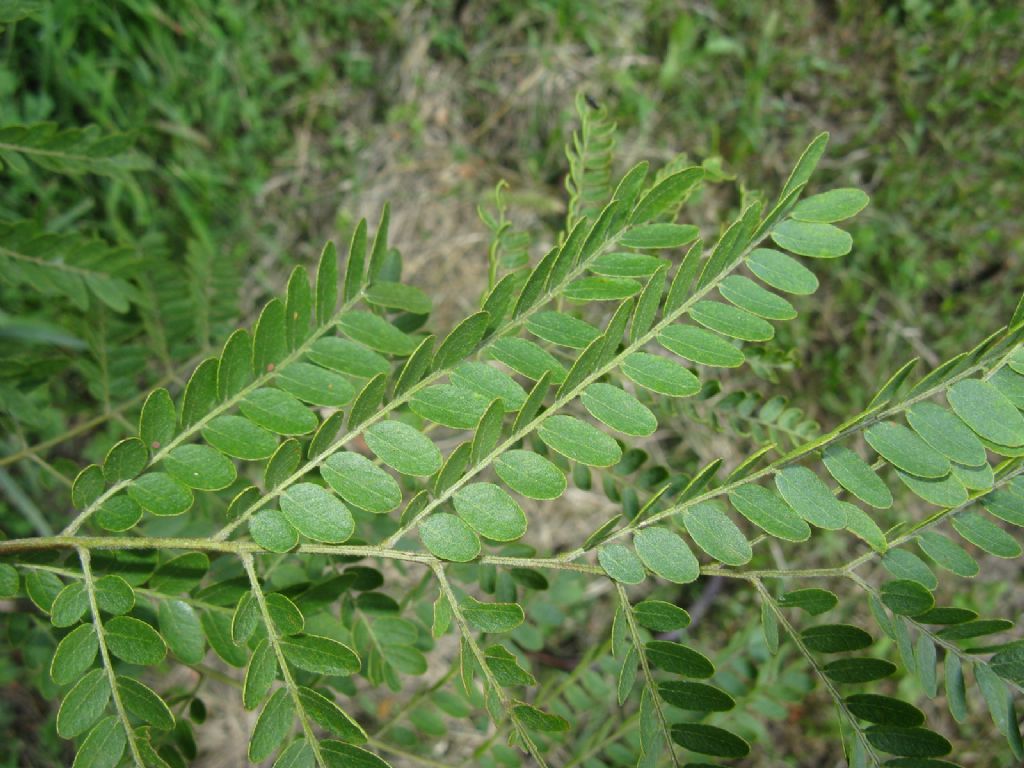 Gleditsia triacanthos / Spino di Giuda