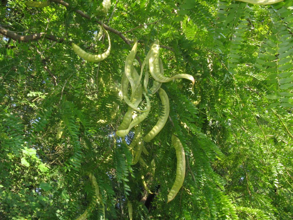 Gleditsia triacanthos / Spino di Giuda