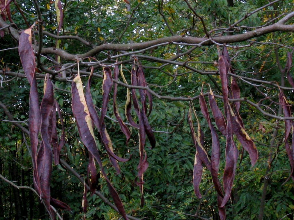 Gleditsia triacanthos / Spino di Giuda