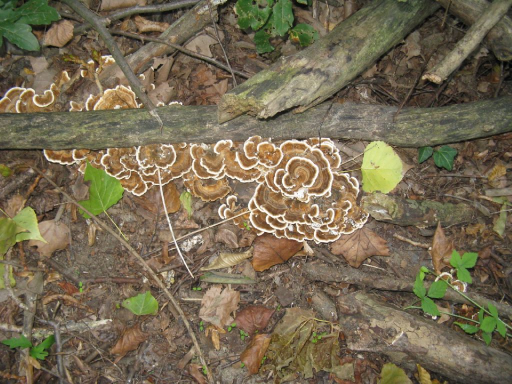 Funghi da identificare. 2