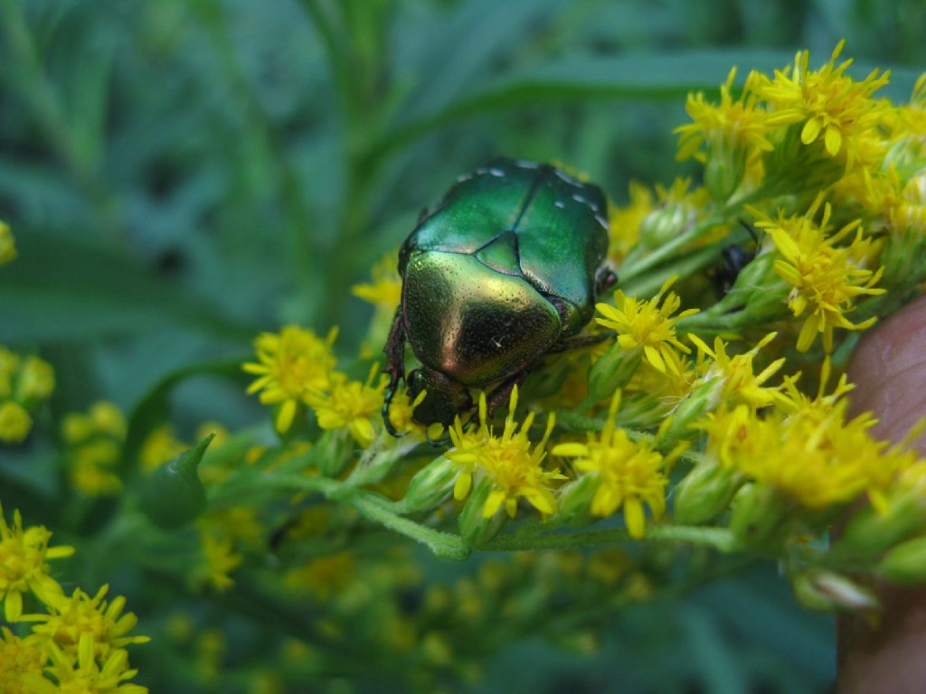 Quale cetonia? C. aurata pisana