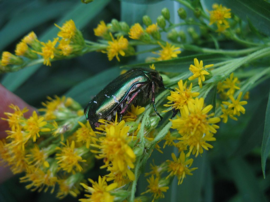 Quale cetonia? C. aurata pisana