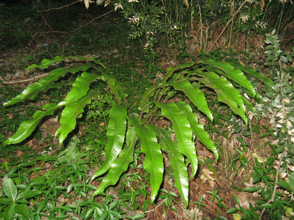 E'' una felce?  S, Asplenium scolopendrium