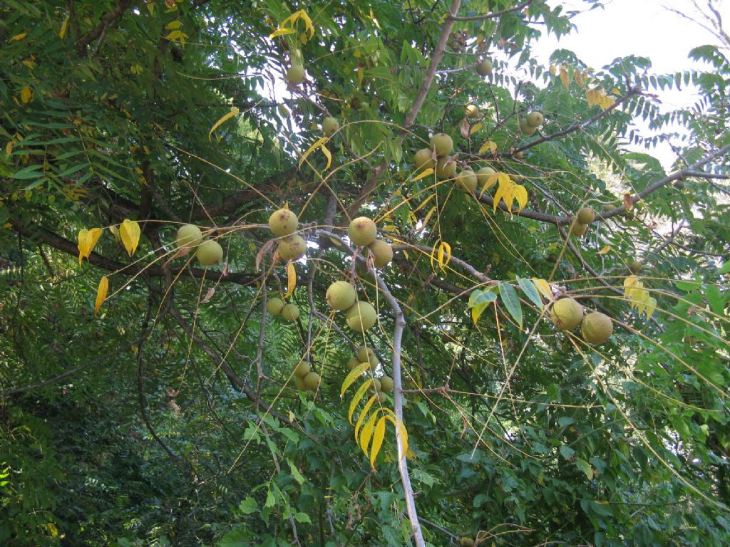 Juglans nigra / Noce nero