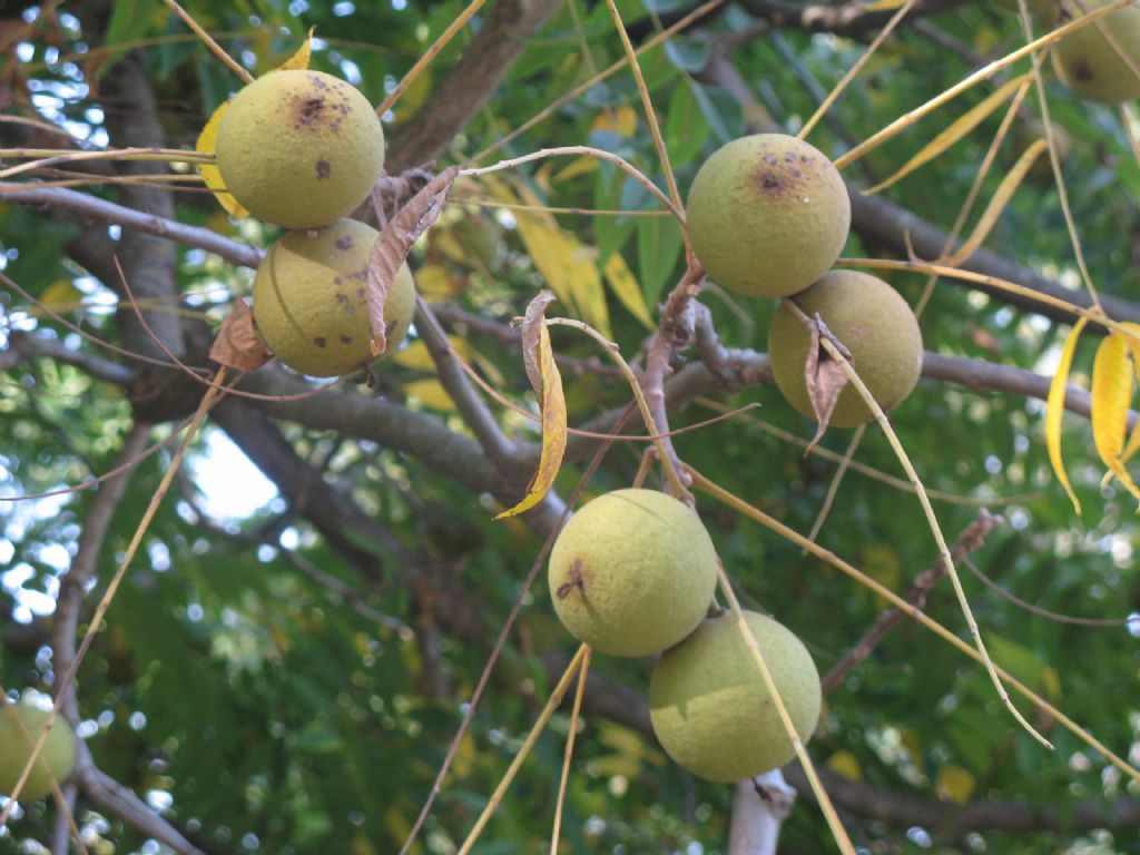 Juglans nigra / Noce nero