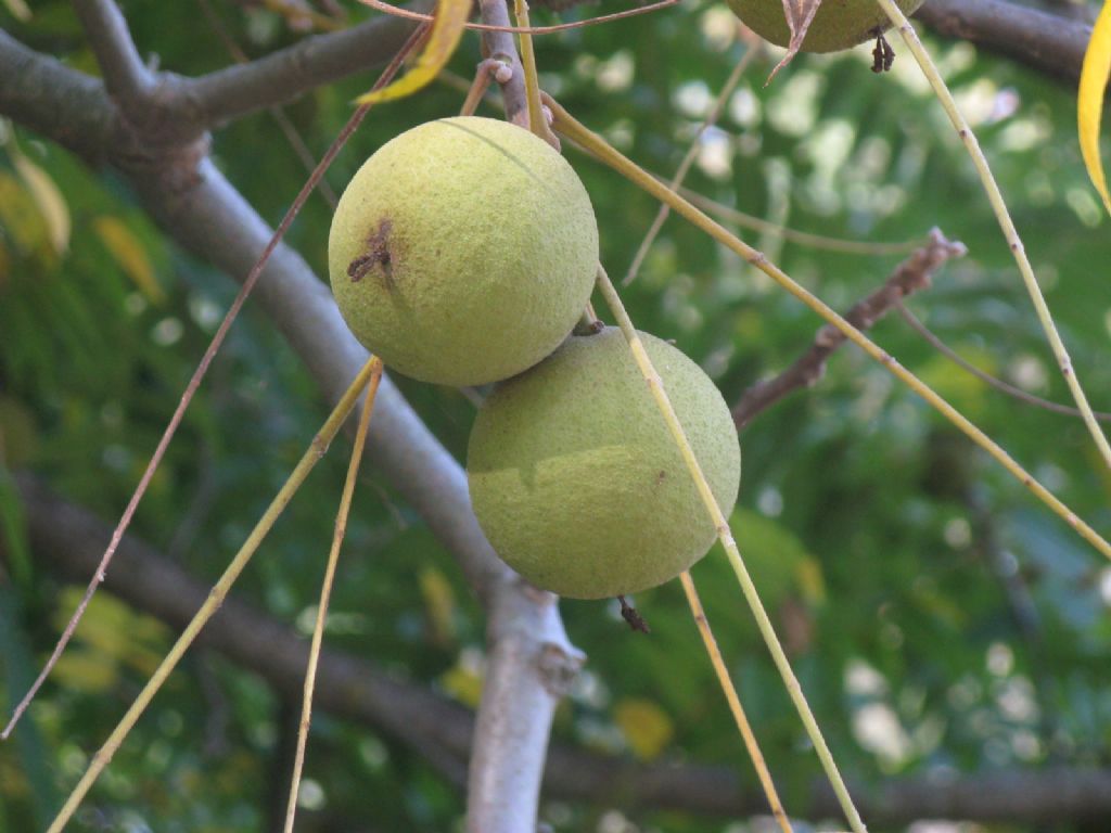 Juglans nigra / Noce nero