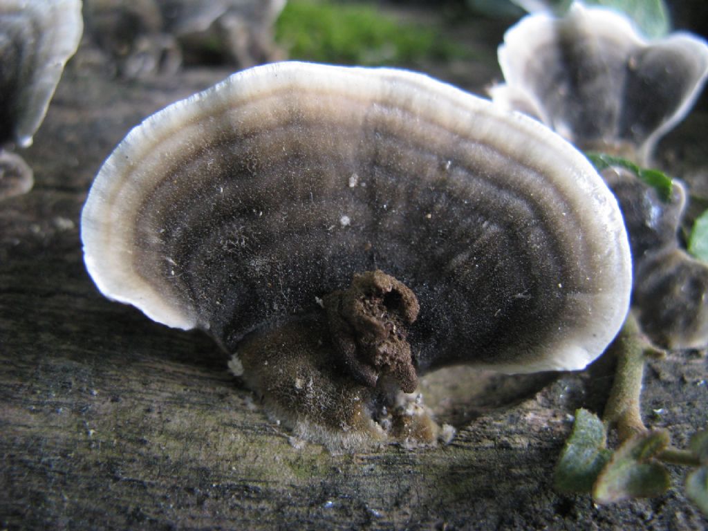 Funghi da identificare.