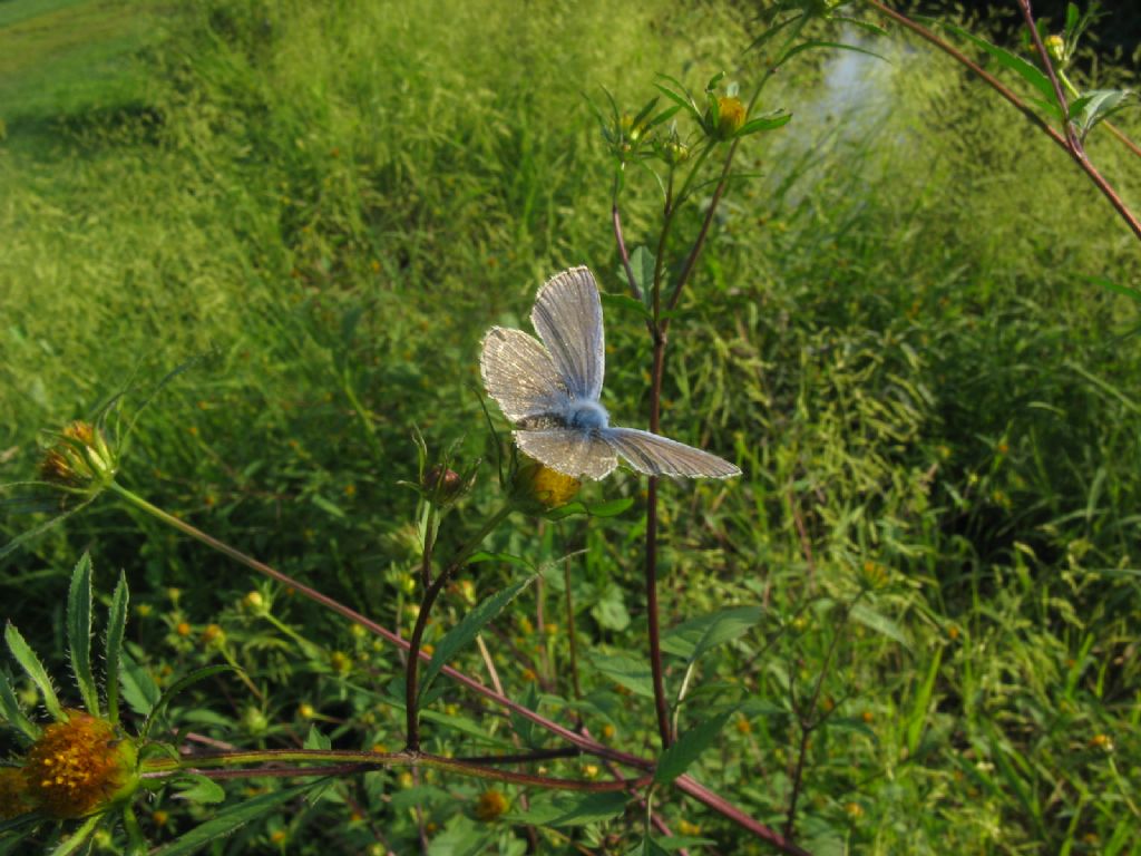 Polyommatus icarus maschio? S !