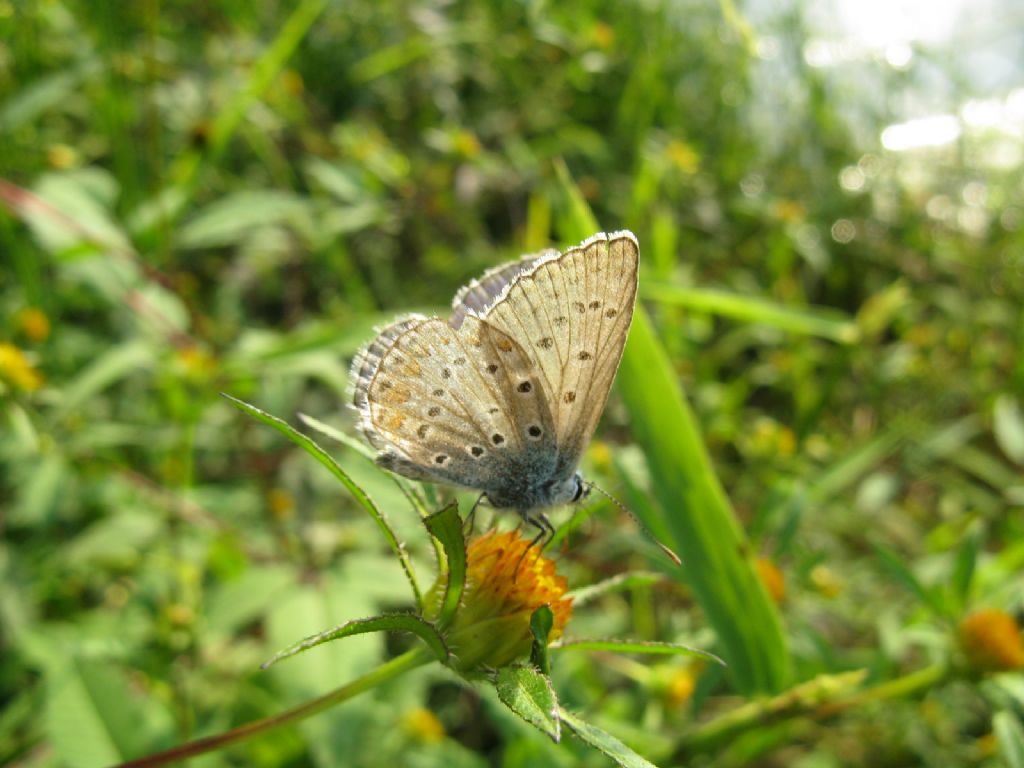 Polyommatus icarus maschio? S !