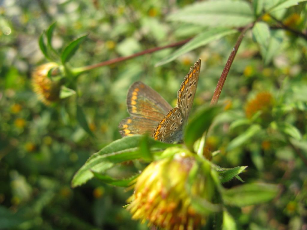 Polyommatus icarus femmina?  S !