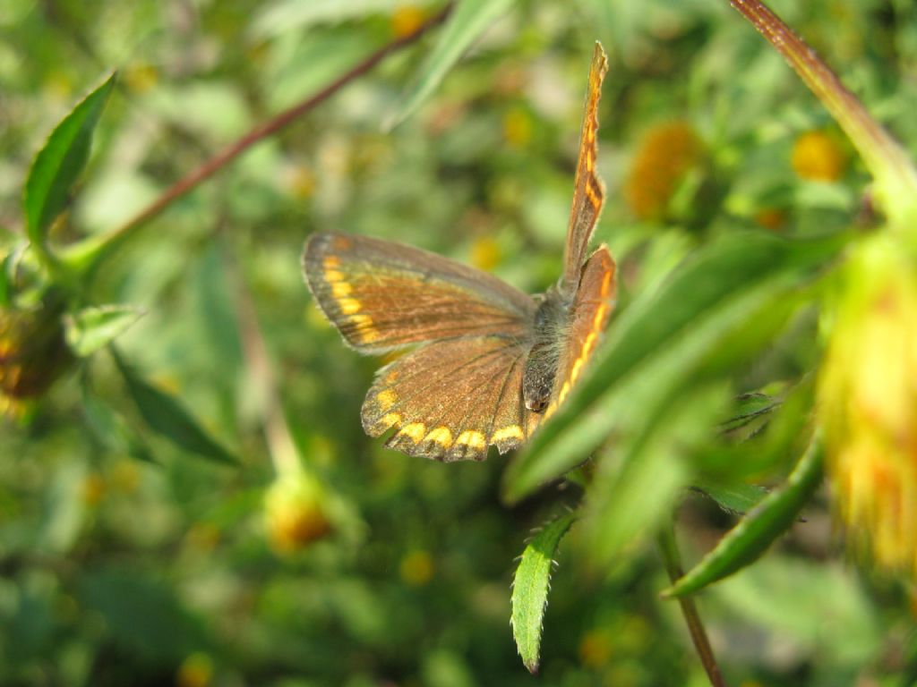 Polyommatus icarus femmina?  S !