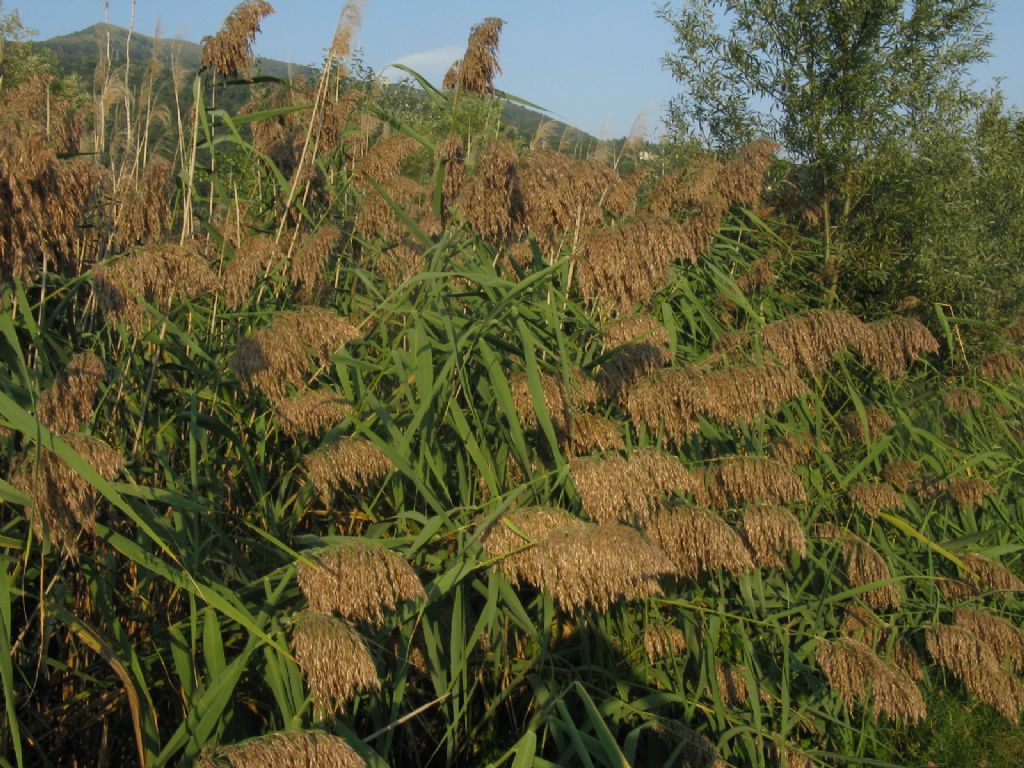 Phragmites australis?  S !