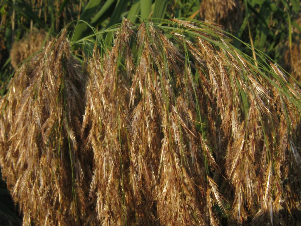 Phragmites australis?  S !