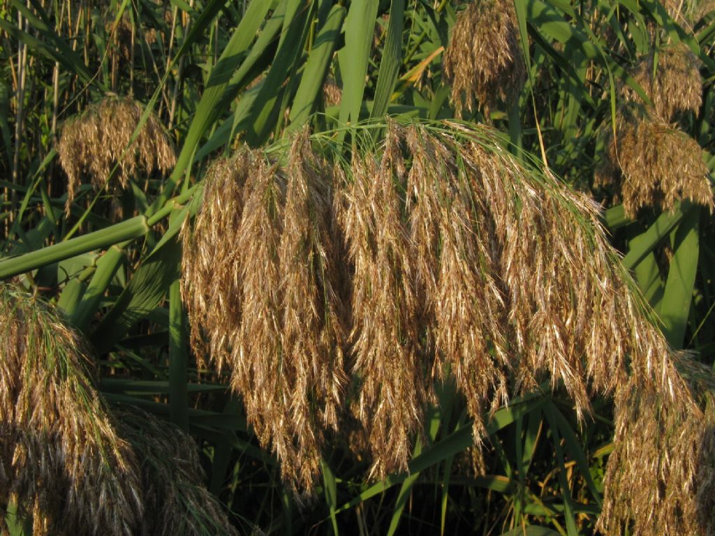 Phragmites australis?  S !