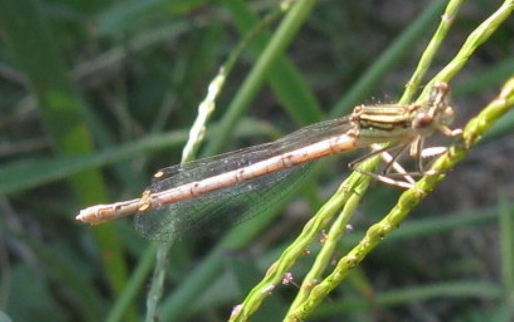 Platycnemis pennipes