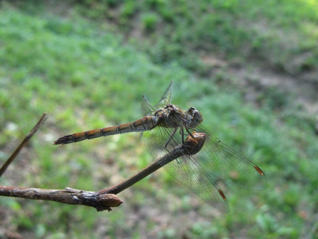 Sympetrum sanguineum femmina? no, S. striolatum