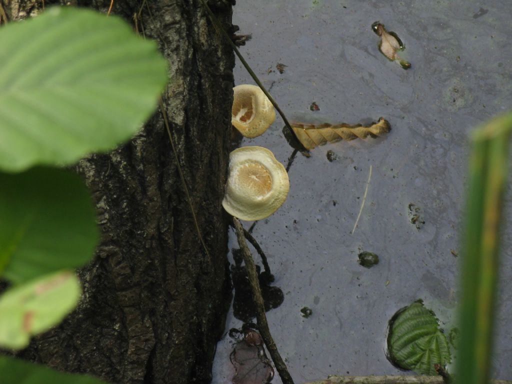 Funghi al lago da id.