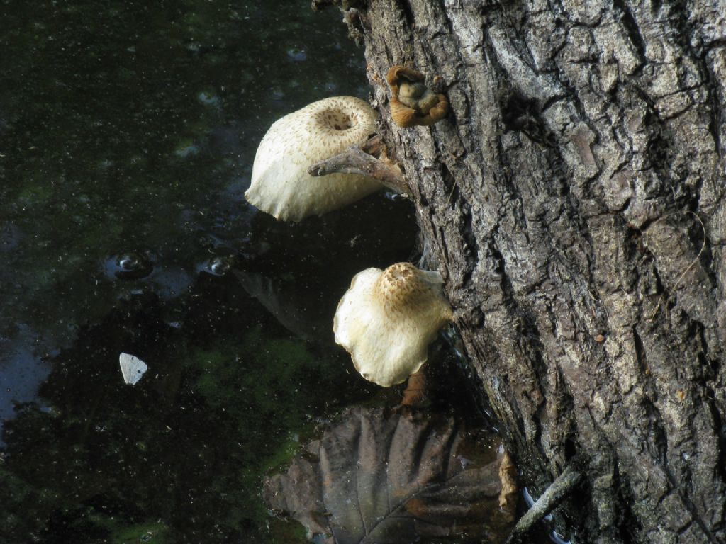 Funghi al lago da id.