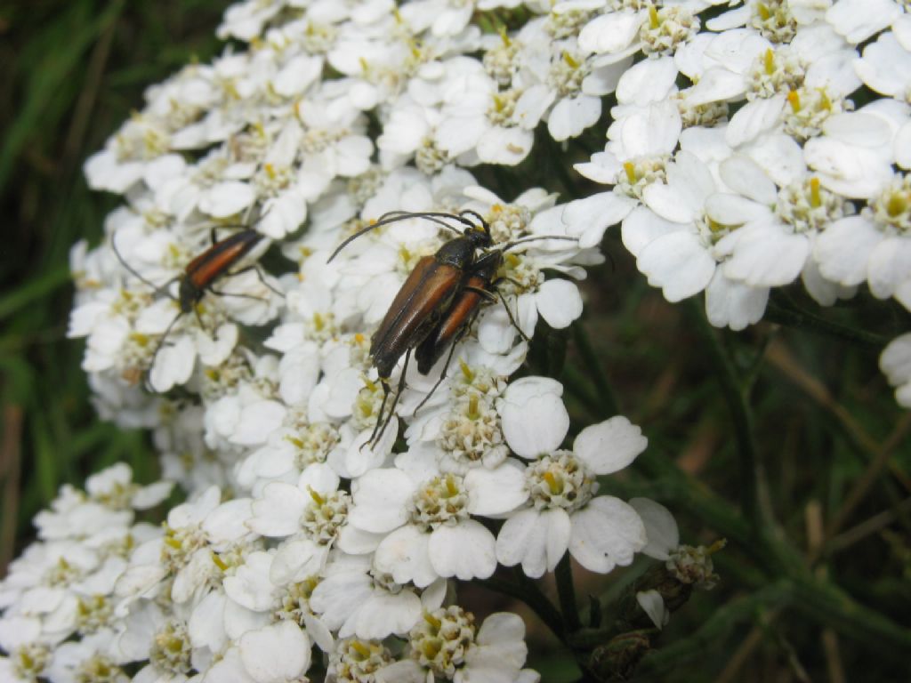 Cerambycidae: Stenurella melanura