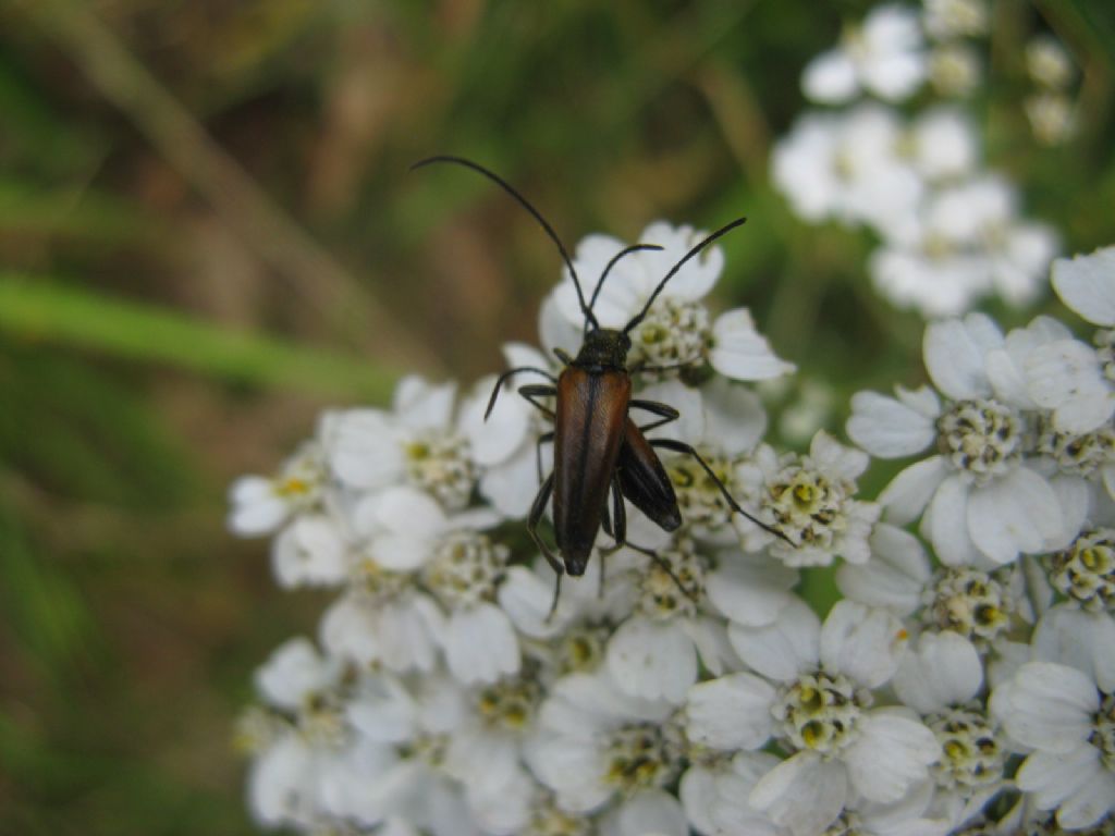 Cerambycidae: Stenurella melanura