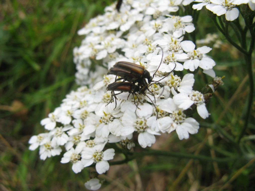 Cerambycidae: Stenurella melanura