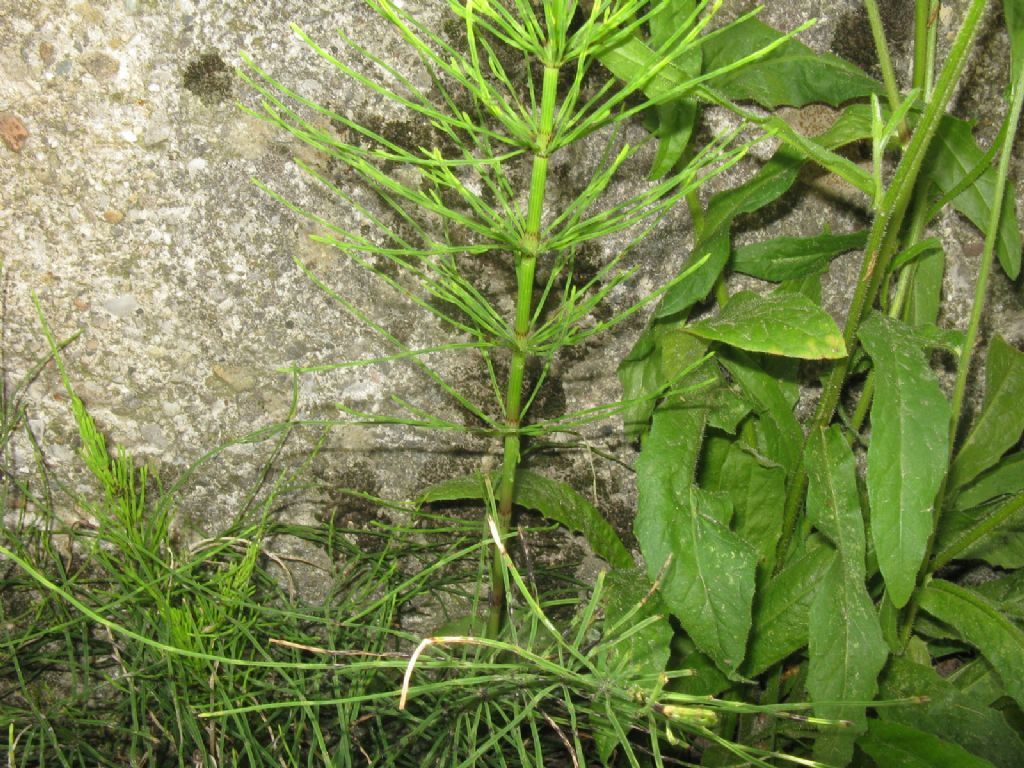 Equiseto...? S, Equisetum arvense