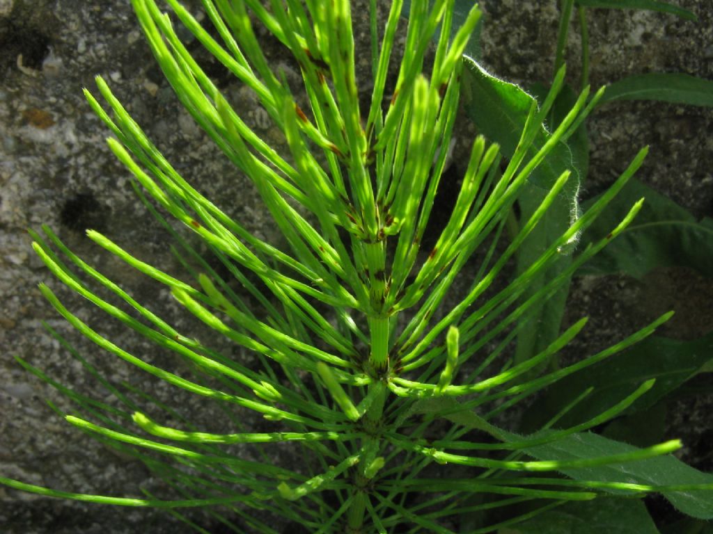 Equiseto...? S, Equisetum arvense