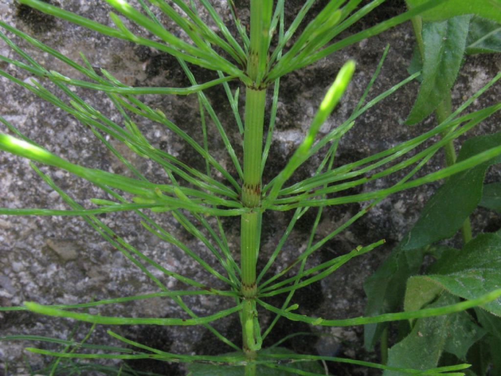 Equiseto...? S, Equisetum arvense
