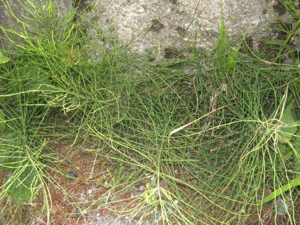 Equiseto...? S, Equisetum arvense