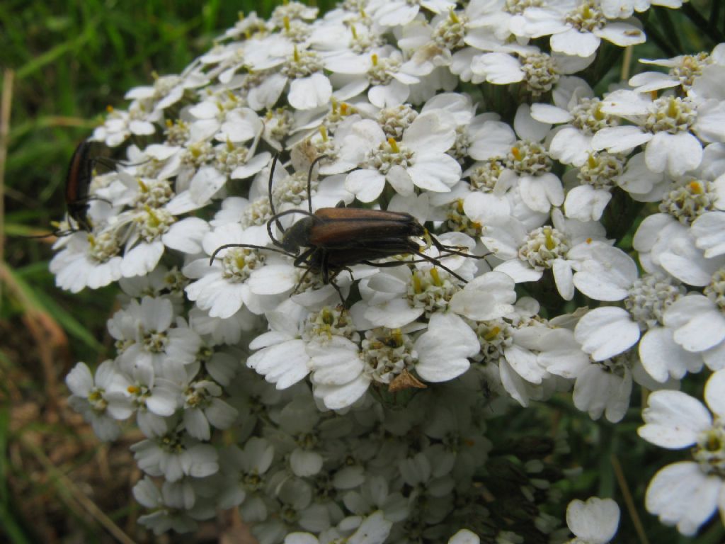 Cerambycidae: Stenurella melanura
