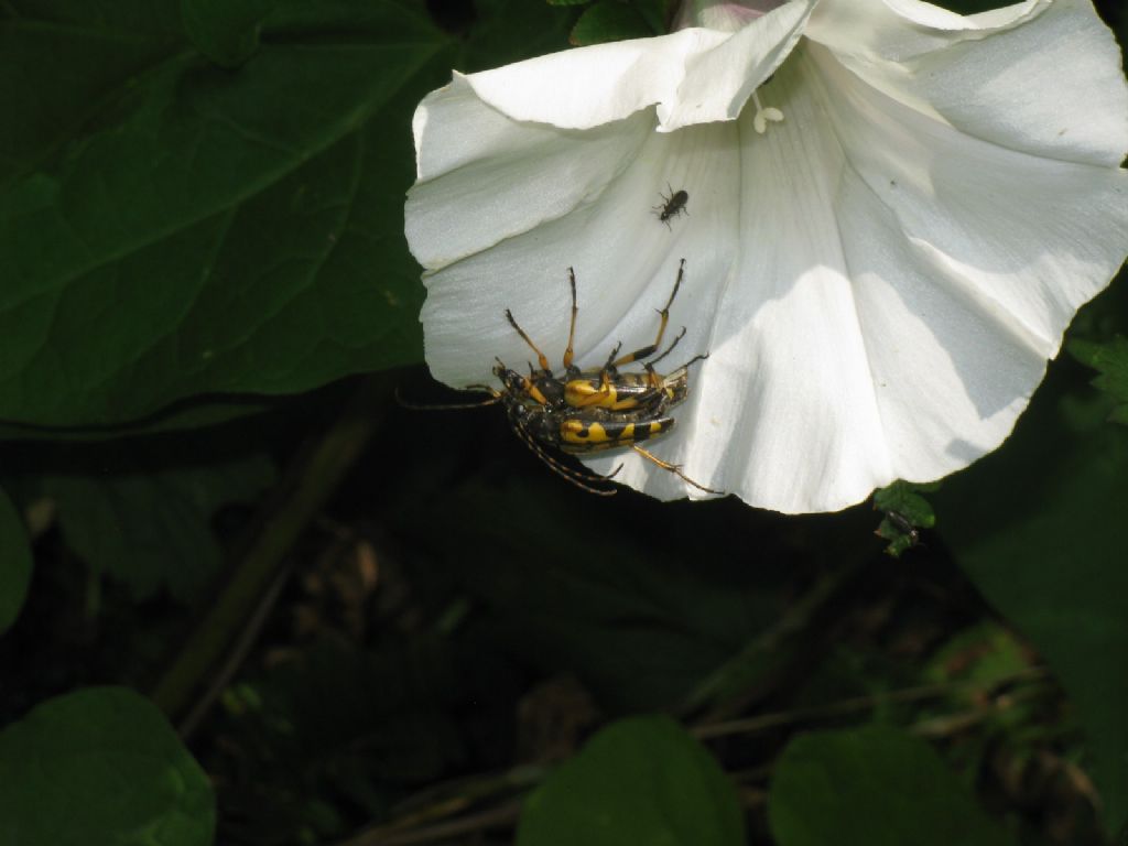Cerambycidae: Rutpela maculata in accoppiamento ?  S !
