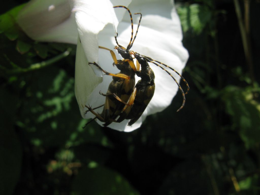 Cerambycidae: Rutpela maculata in accoppiamento ?  S !
