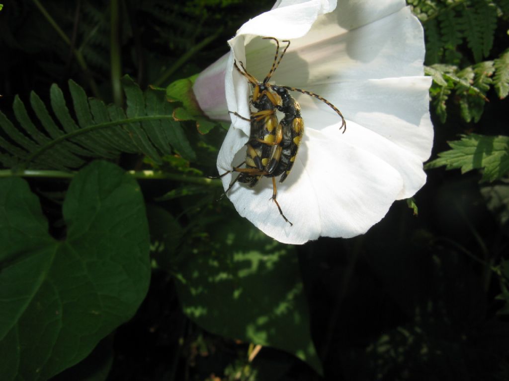 Cerambycidae: Rutpela maculata in accoppiamento ?  S !