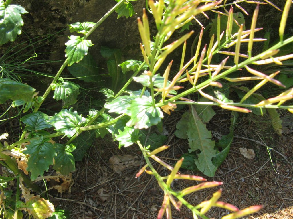 Epilobium...? No, Barbarea vulgaris (Brassicaceae)