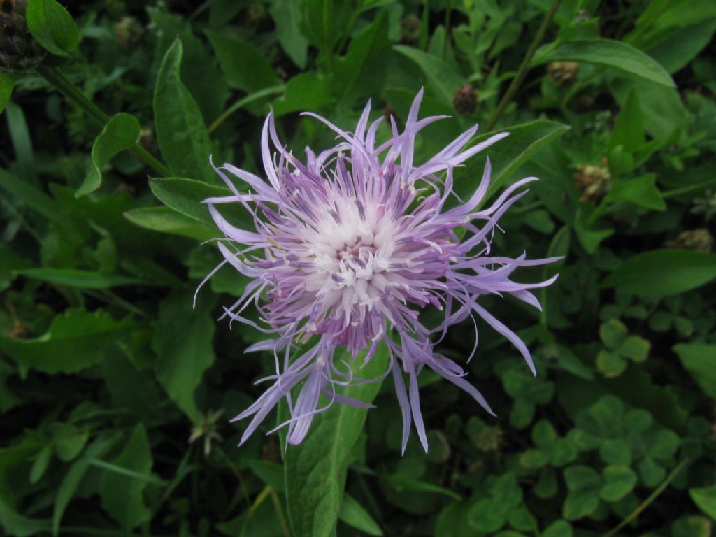 Centaurea nigrescens? S !