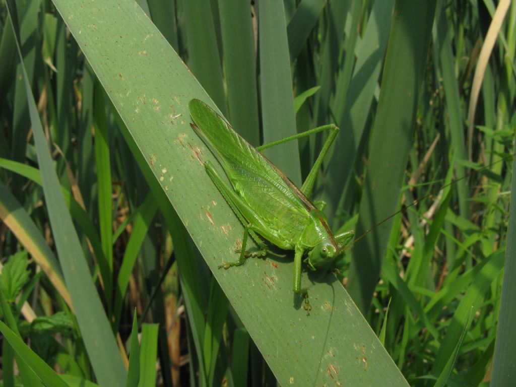 Tettigonia viridissima, femmina