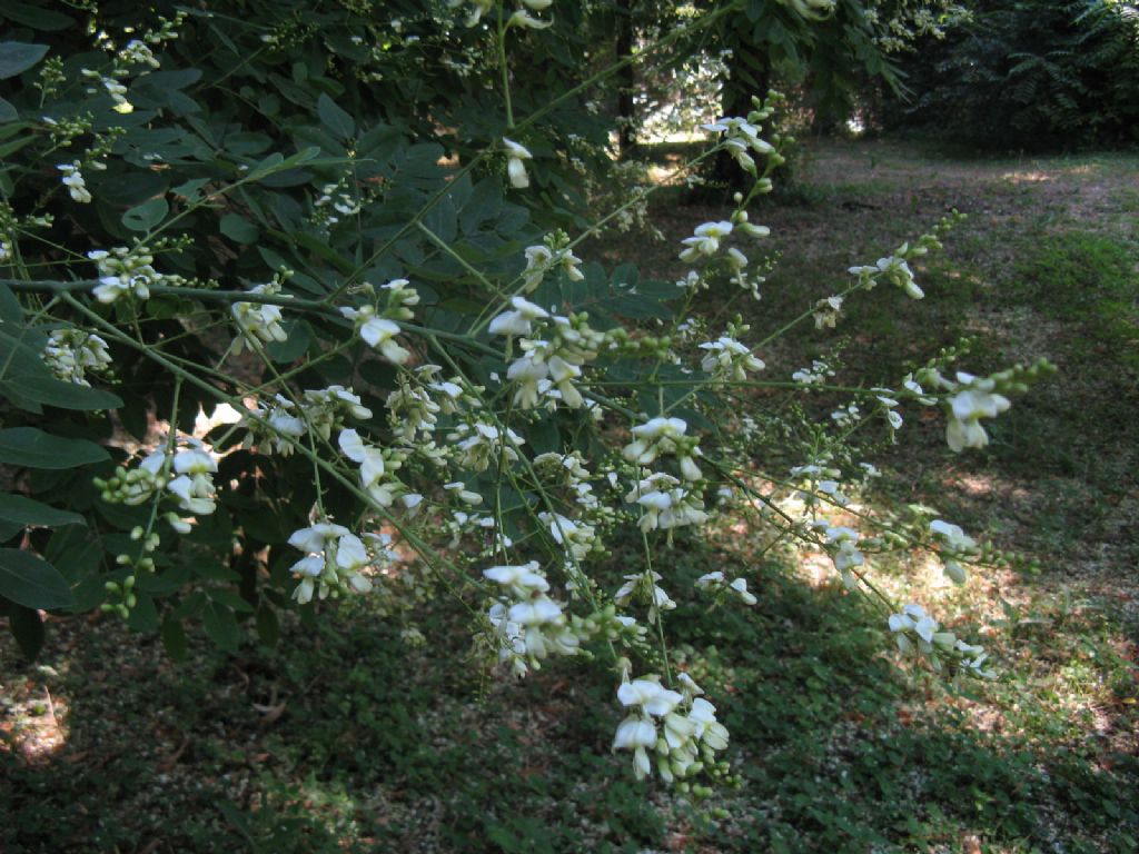 Styphnolobium japonicum (=Sophora japonica) / Sofora