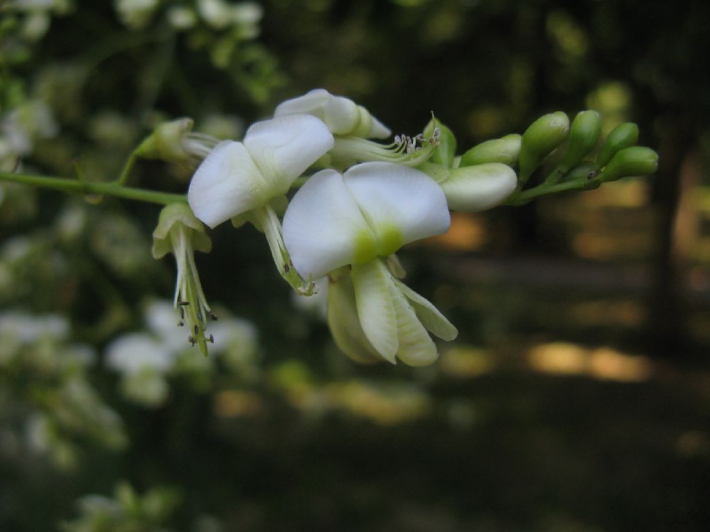 Styphnolobium japonicum (=Sophora japonica) / Sofora